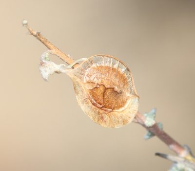 Wiborgia sericea, photographed by Brian du Preez