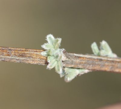 Wiborgia sericea, photographed by Brian du Preez