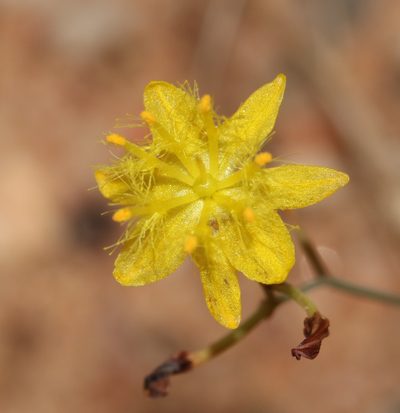 Bulbine flexuosa, photographed by Brian du Preez