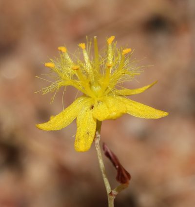 Bulbine flexuosa, photographed by Brian du Preez
