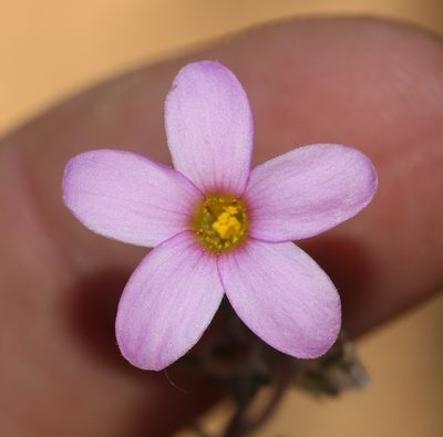 Oxalis giftbergensis, photographed by Brian du Preez