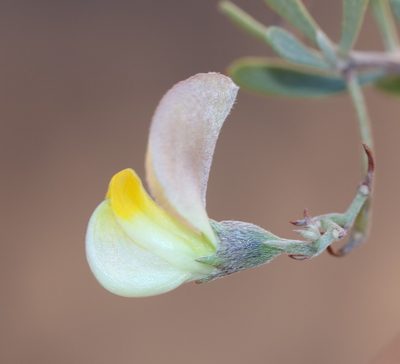 Aspalathus lanata, photographed by Brian du Preez