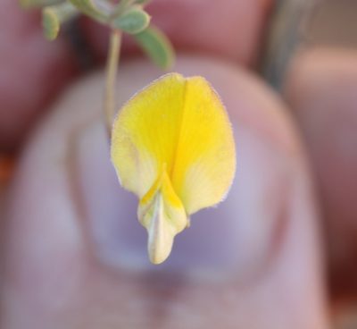 Aspalathus lanata, photographed by Brian du Preez