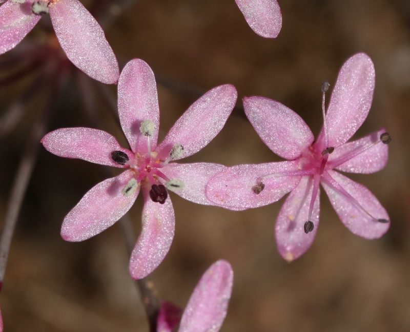Hessea stellaris, photographed by Brian du Preez