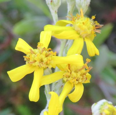 Senecio lineatus, photographed by Nicola van Berkel