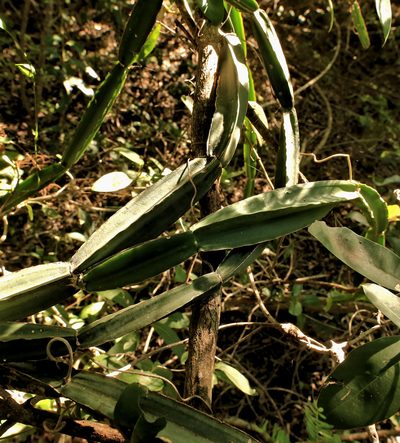 Cissus cactiformis, photographed by Wynand Uys