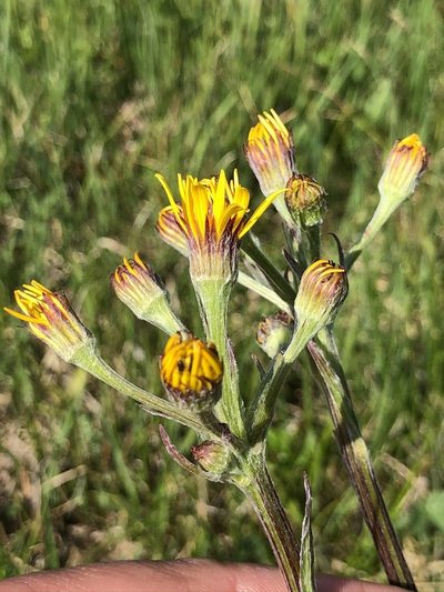 Tephroseris helenitis, photographed by Thomas Ebner