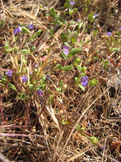 Collinsia parryi, photographed by Santa Monica Mountains National Recreation Area