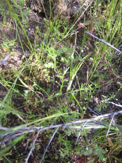 Githopsis diffusa, photographed by Santa Monica Mountains National Recreation Area