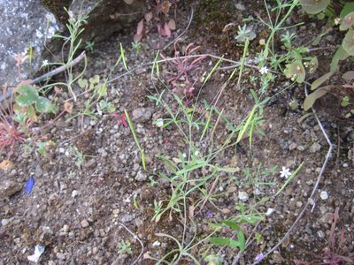 Meconella denticulata, photographed by Santa Monica Mountains National Recreation Area