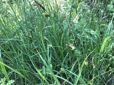 Carex distans, photographed by Jason Grant