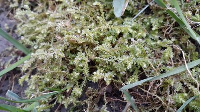 Selaginella eclipes, photographed by Quinten Wiegersma