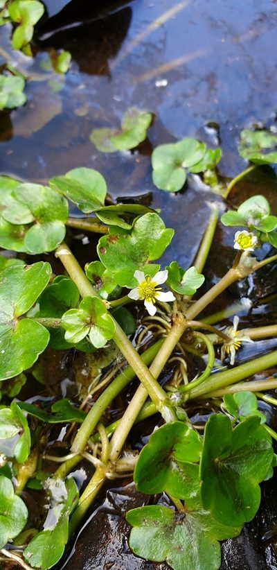 Ranunculus hederaceus, photographed by Neil Alderson
