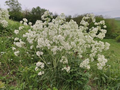 Crambe tataria, photographed by Sarka Masova