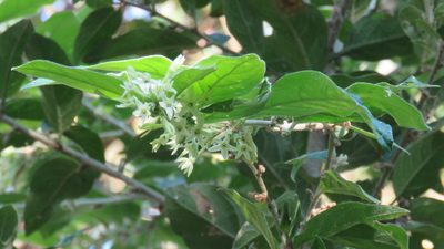 Cestrum strigilatum, photographed by demianlescano