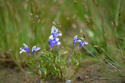 Lindernia hyssopioides, photographed by Rajeesh