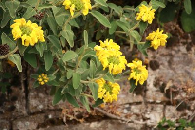 Phlomis fruticosa, photographed by Sarah Faulwetter