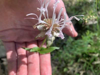 Monarda russeliana, photographed by Ian