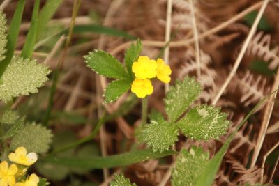 Aremonia agrimonoides, photographed by Sarah Faulwetter