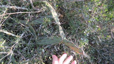 Opuntia anacantha, photographed by demianlescano