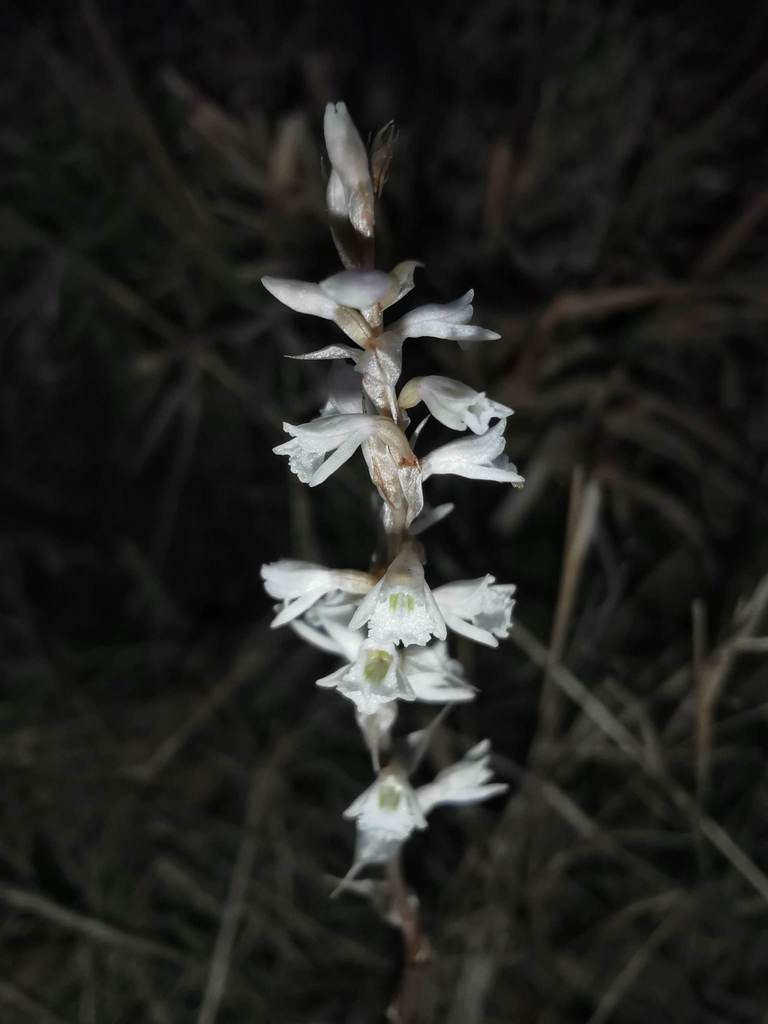 Schiedeella affinis, photographed by Juan Carlos Pérez Magaña