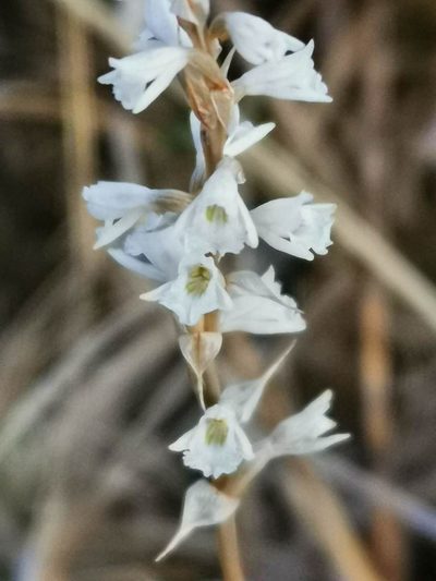 Schiedeella affinis, photographed by Juan Carlos Pérez Magaña