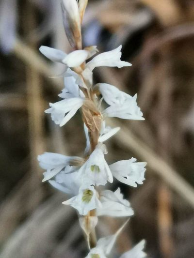 Schiedeella affinis, photographed by Juan Carlos Pérez Magaña