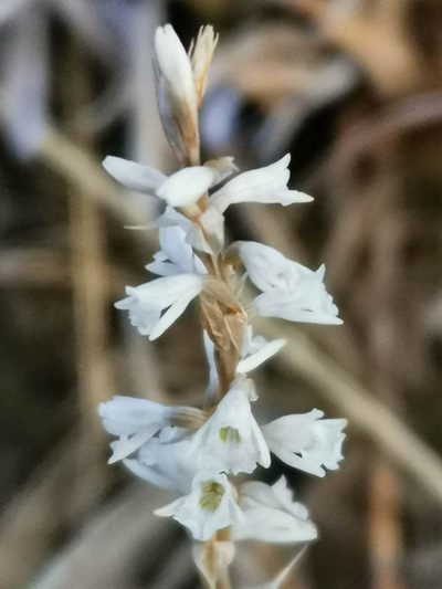 Schiedeella affinis, photographed by Juan Carlos Pérez Magaña