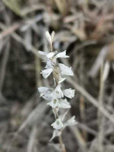 Schiedeella affinis, photographed by Juan Carlos Pérez Magaña