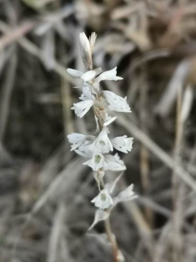 Schiedeella affinis, photographed by Juan Carlos Pérez Magaña