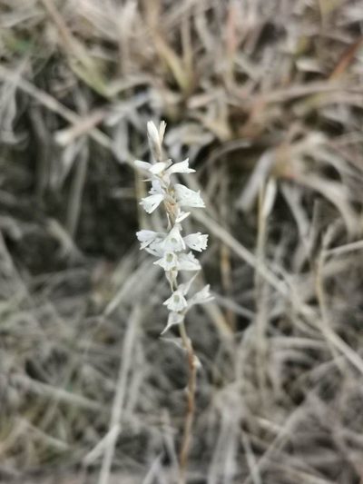 Schiedeella affinis, photographed by Juan Carlos Pérez Magaña