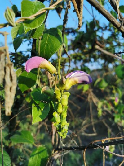 Canavalia villosa, photographed by Juan Carlos Pérez Magaña