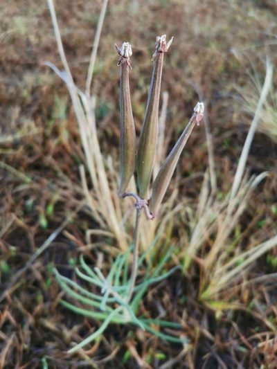 Asclepias fournieri, photographed by Juan Carlos Pérez Magaña