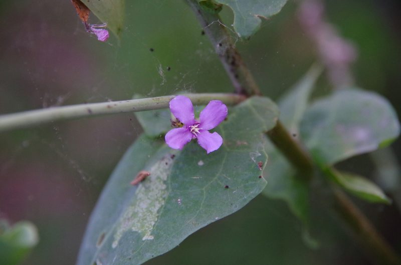 Streptanthus bracteatus, photographed by Eric Knight