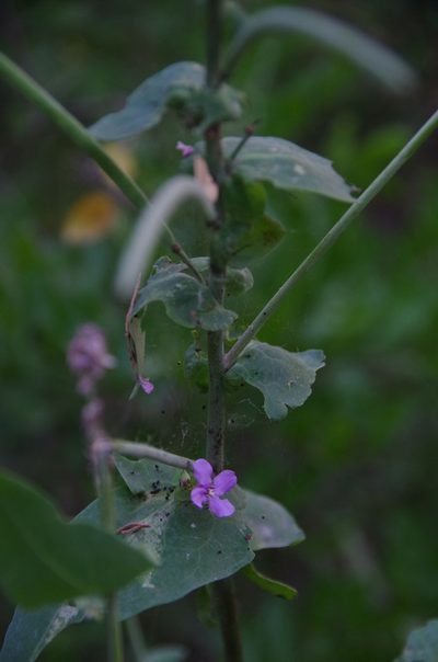 Streptanthus bracteatus, photographed by Eric Knight