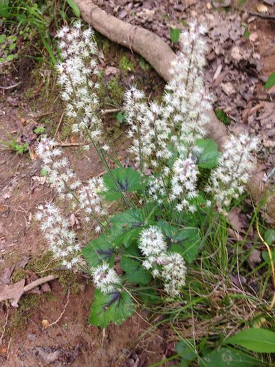 Tiarella cordifolia, photographed by Bradley Saul