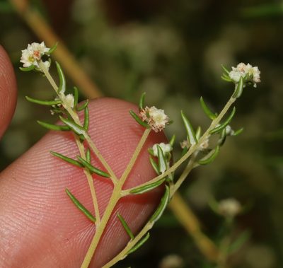 Phylica rubra, photographed by Brian du Preez