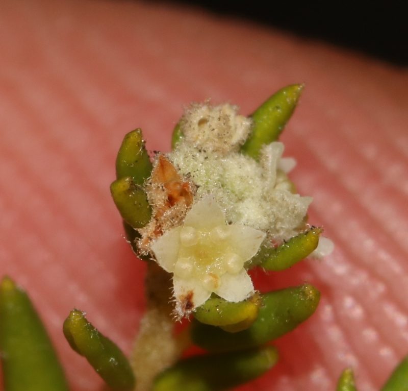 Phylica rubra, photographed by Brian du Preez