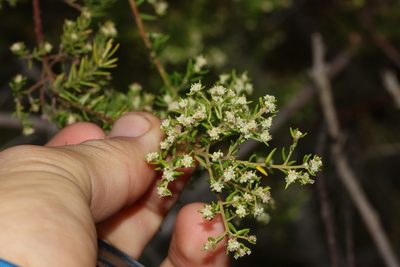 Phylica rubra, photographed by Brian du Preez