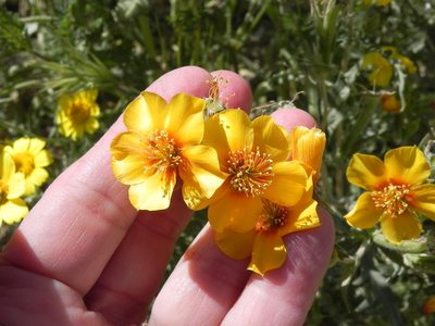 Mentzelia pectinata, photographed by Leah Gardner