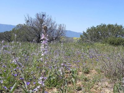 Streptanthus anceps, photographed by Leah Gardner