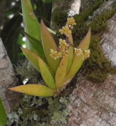 Trizeuxis falcata, photographed by Arthur de Jesús Chavarría Pérez
