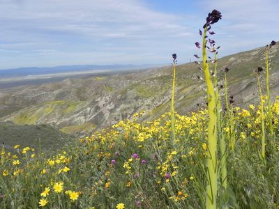 Streptanthus inflatus, photographed by Leah Gardner