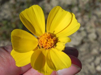 Coreopsis calliopsidea, photographed by Leah Gardner