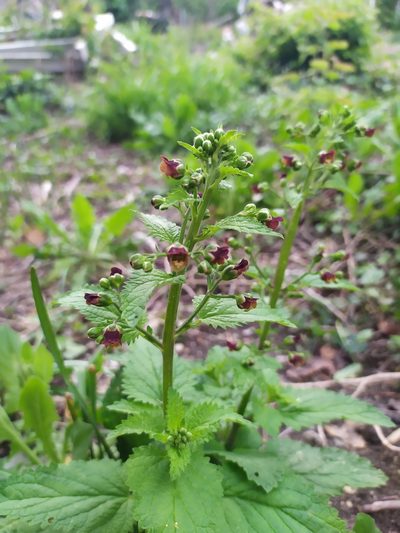 Scrophularia scopolii, photographed by Сергей Крыленко