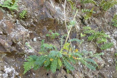 Acaena pinnatifida, photographed by Rudyard