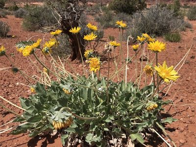 Enceliopsis nudicaulis