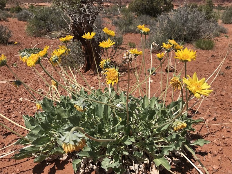Enceliopsis nudicaulis, photographed by Robbie Hannawacker