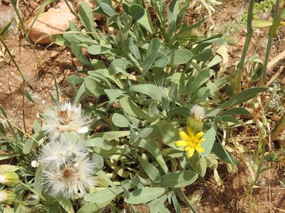 Hertia cheirifolia, photographed by Aissa Djamel Filali
