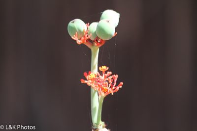 Jatropha podagrica, photographed by lallen